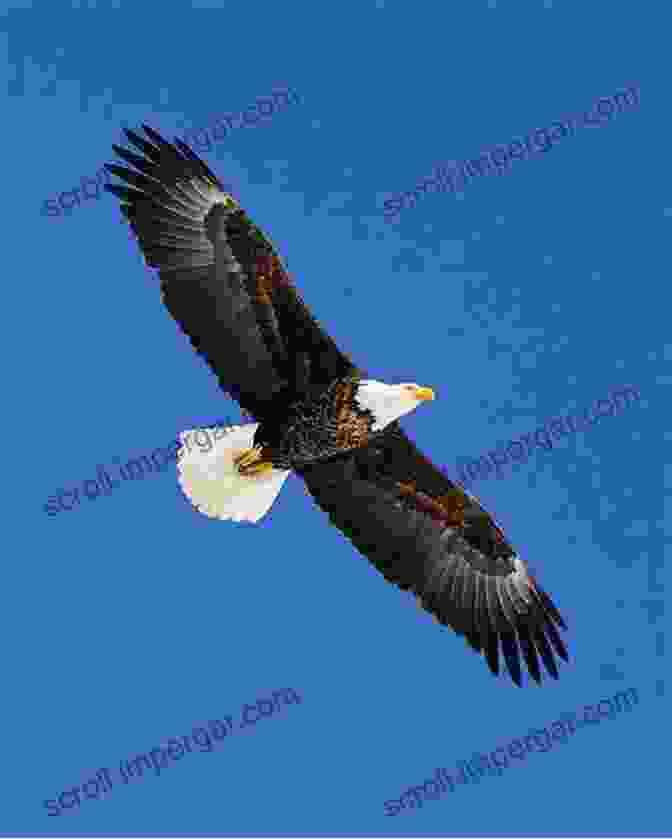 A Bald Eagle Soaring Through The Sky DDT Wars: Rescuing Our National Bird Preventing Cancer And Creating The Environmental Defense Fund