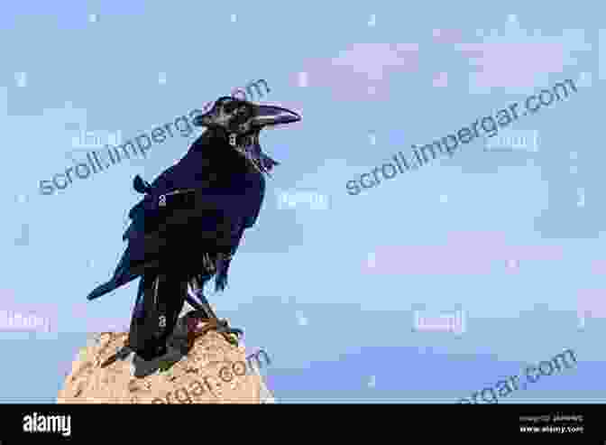 A Black Raven Perched On A Rock, Symbolizing Judgment And Divine Provision Consider The Birds: A Provocative Guide To Birds Of The Bible