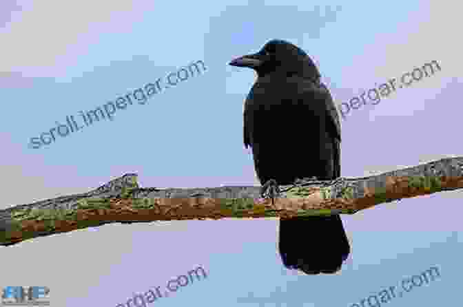 A Family Of Crows Perched On A Tree Branch In A Garden. The Crows In My Garden: A True Story