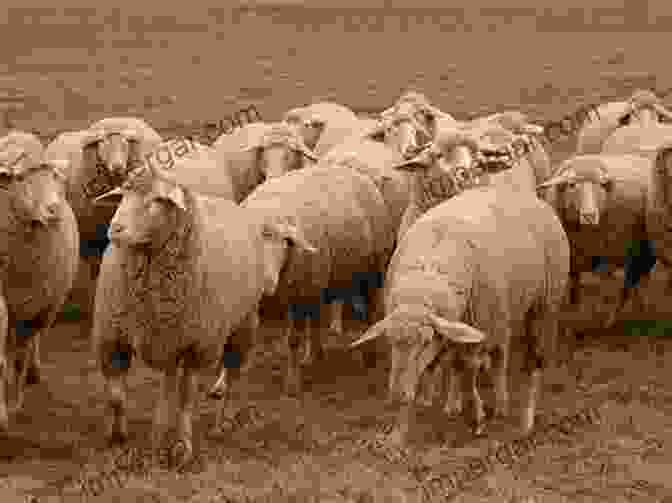 A Flock Of Sheep Grazing In A Field Follow The Flock: How Sheep Shaped Human Civilization