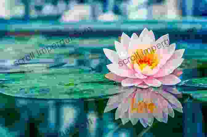 A Serene Lake With Lotus Flowers, Reflecting The Journey Of Spiritual Awakening And Self Discovery Reflections On Water Of Life