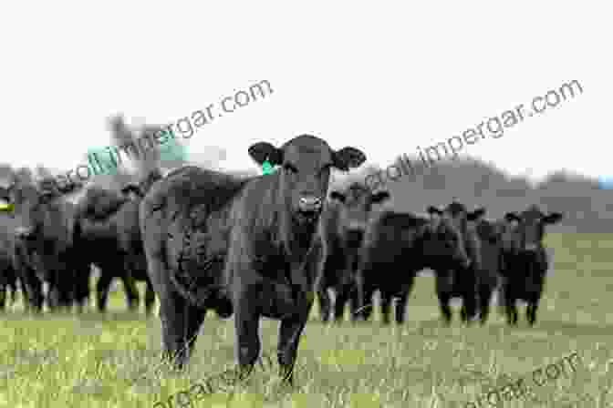 Angus Cow With Black Hide And White Markings Around The Muzzle And Eyes The Illustrated Guide To Cows: How To Choose Them How To Keep Them