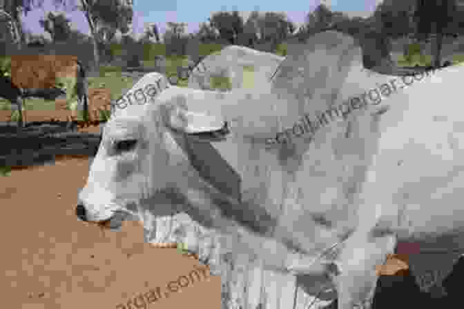 Brahma Cow With Humped Back And Gray White Coat The Illustrated Guide To Cows: How To Choose Them How To Keep Them