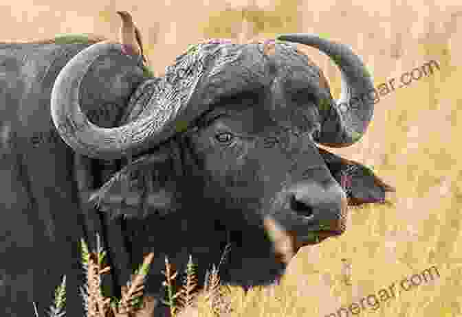 Buffaloes Of The World The Buffaloes Of World And Water Buffalo Production