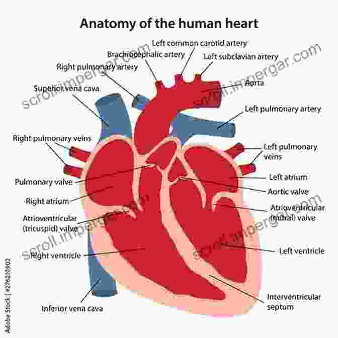 Diagram Of The Heart The Heart Made Easy (Cardiology Made Easy 1)