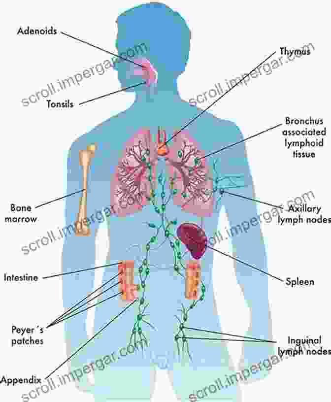 Diagram Of The Human Immune System Outbreaks And Epidemics: Battling Infection From Measles To Coronavirus (Hot Science)