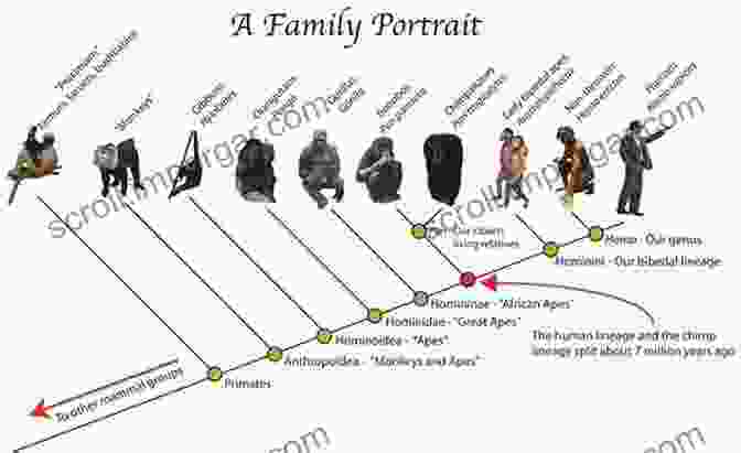 Diagram Showing The Evolution Of Humans From Primates Why Evolution Is True Jerry A Coyne