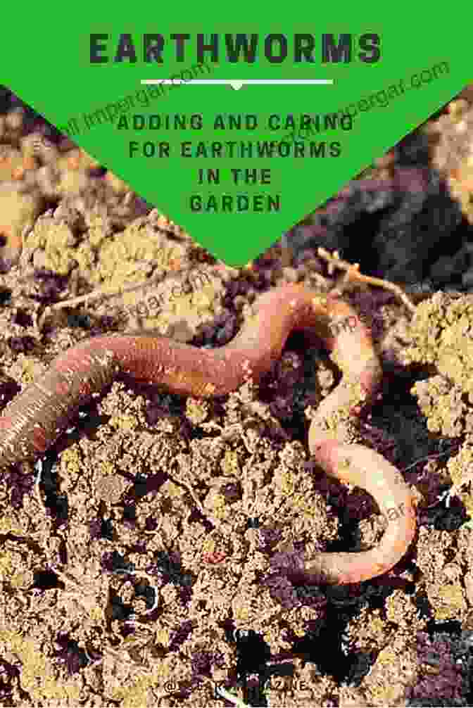 Earthworms In Action, Aerating And Enriching The Soil Through Their Relentless Burrowing And Castings, Fostering A Vibrant Ecosystem That Supports Plant Life. The Formation Of Vegetable Mould Through The Action Of Worms With Observations On Their Habits