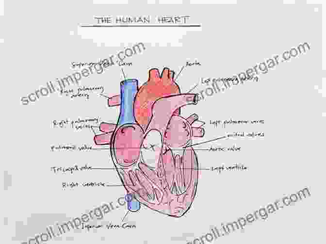 Features Of 'The Heart Made Easy' The Heart Made Easy (Cardiology Made Easy 1)