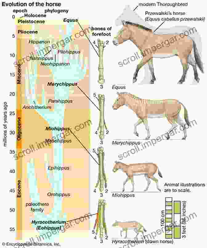 Fossil Record Showing The Evolution Of Horses Why Evolution Is True Jerry A Coyne