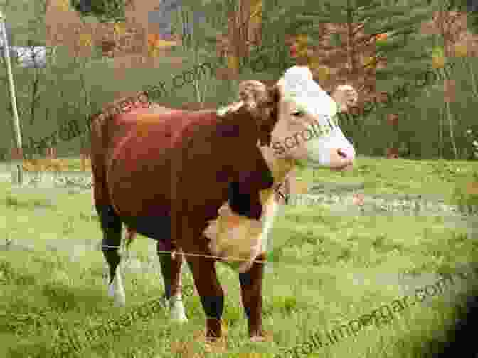 Hereford Cow With White Face And Red Body The Illustrated Guide To Cows: How To Choose Them How To Keep Them