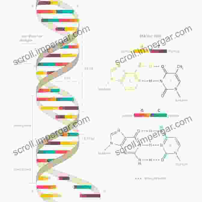 Image Of A DNA Helix, Symbolizing The Intricate Dance Of Biology Dance To The Tune Of Life: Biological Relativity