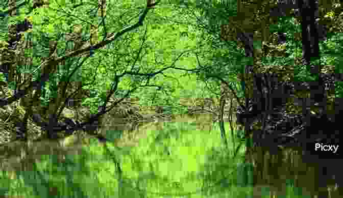 Lush Green Mangroves In The Sundarbans Forest Forests And Forestry Of West Bengal: Survey And Analysis