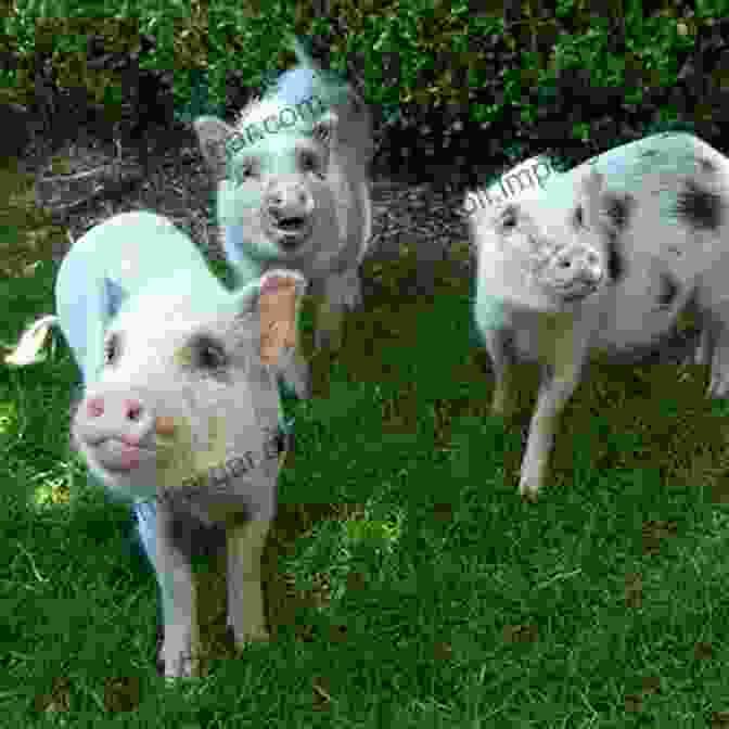 Pigs Frolicking Happily In A Grassy Field Farm Animals: Pigs (21st Century Junior Library: Farm Animals)