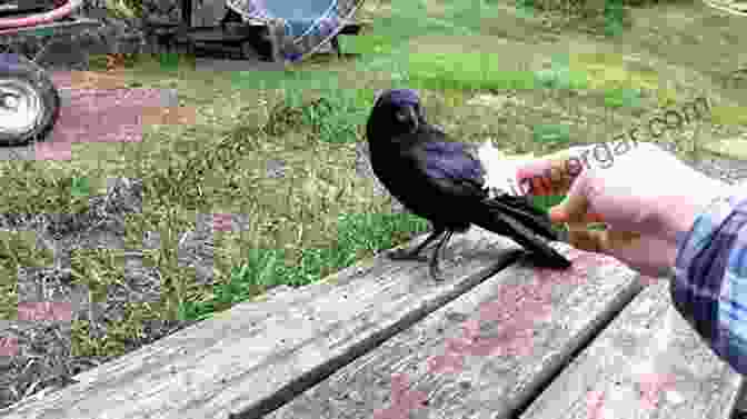 Susan Lee Feeding A Crow From Her Hand. The Crows In My Garden: A True Story