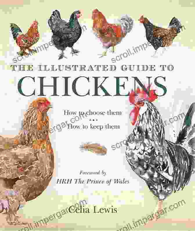 The Illustrated Guide To Chickens Book Cover The Illustrated Guide To Chickens: How To Choose Them How To Keep Them