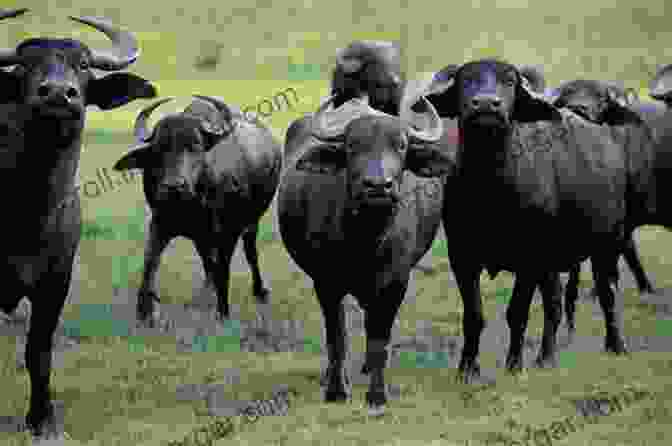 Water Buffalo Production The Buffaloes Of World And Water Buffalo Production