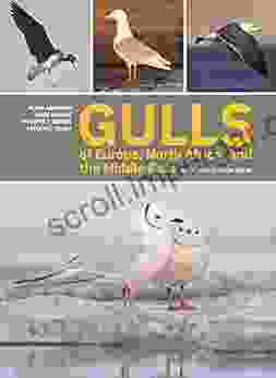 Gulls Of Europe North Africa And The Middle East: An Identification Guide