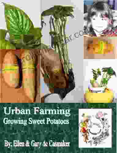 Urban Farming: How Ro Grow Sweet Potatoes